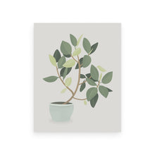 Load image into Gallery viewer, Rubber Plant
